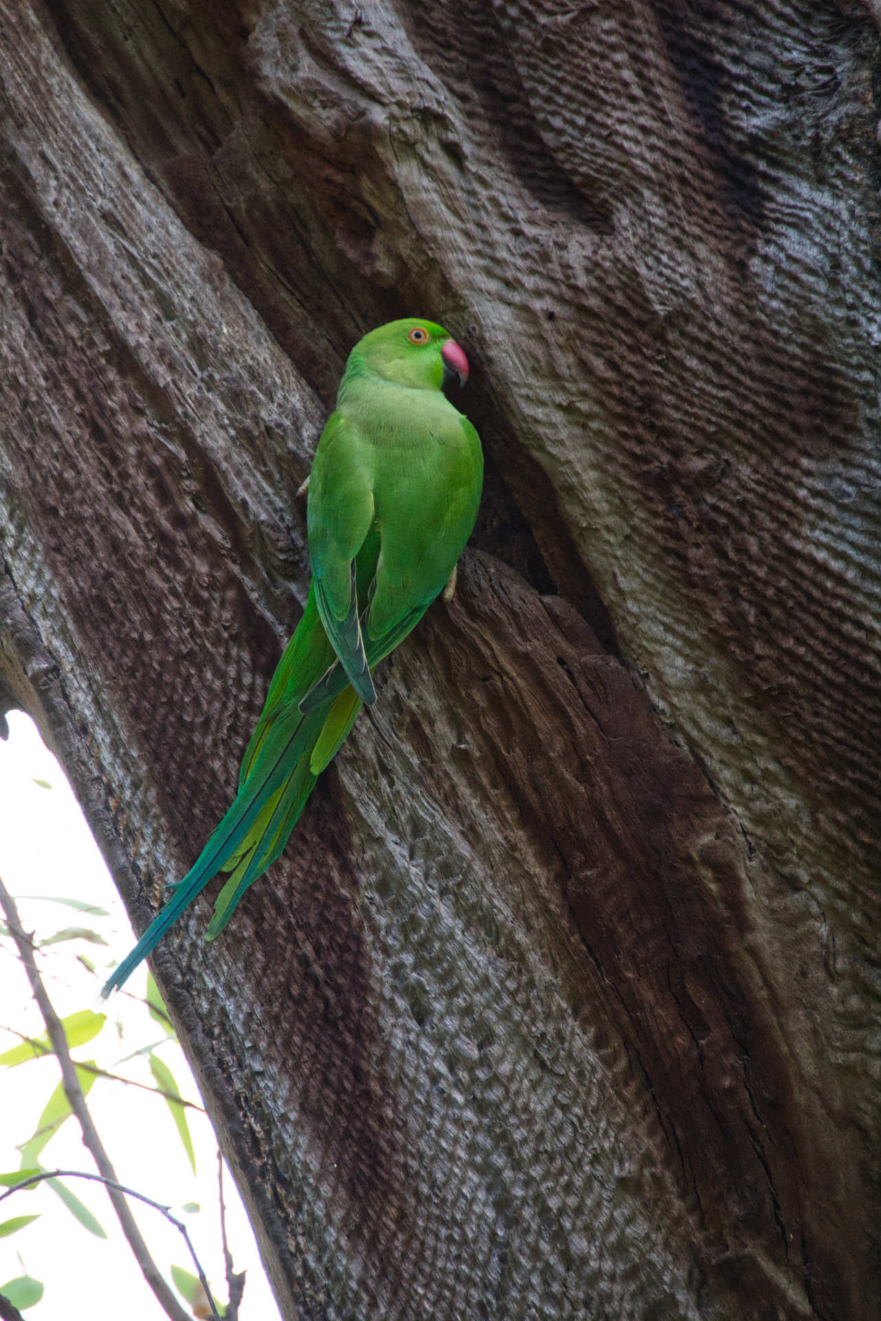 Vogel in den Lodi Gärten in Neu-Delhi