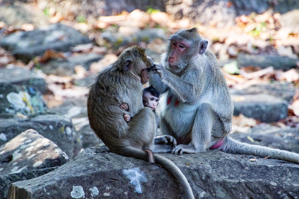 Angkor Wat - Affenfamilie