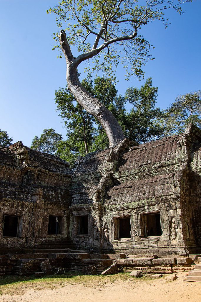Angkor Wat - Ta Prohm
