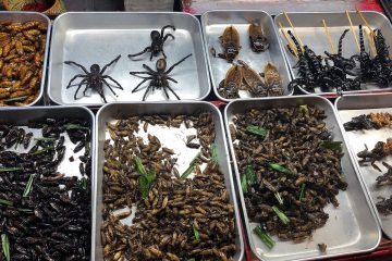 Insekten bei Streetfood in Bangkok