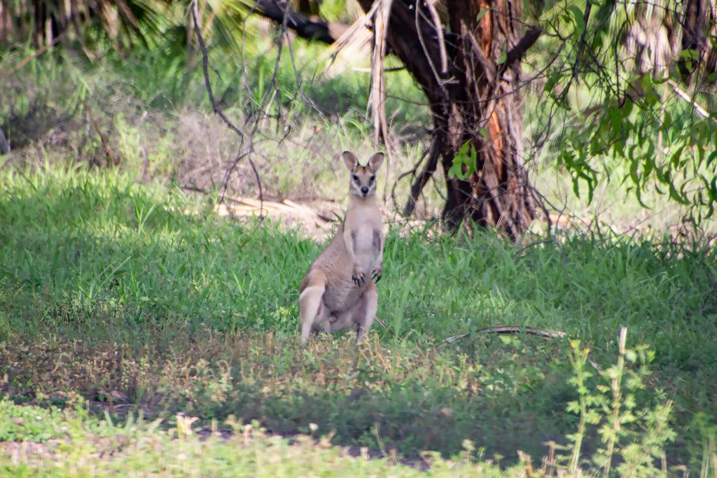 Känguru im Kakadu Nationalpark
