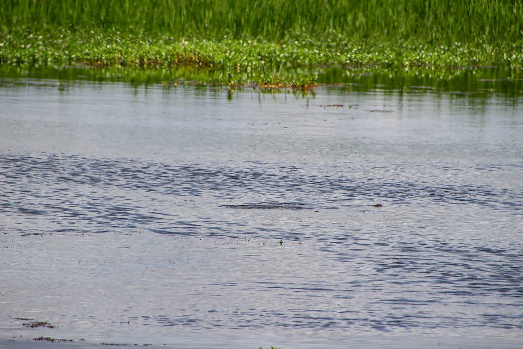 Krokodil im Yellow Water Billabong