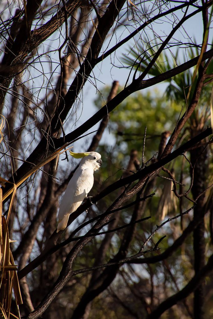 Kakadu im Kakadu Nationalpark