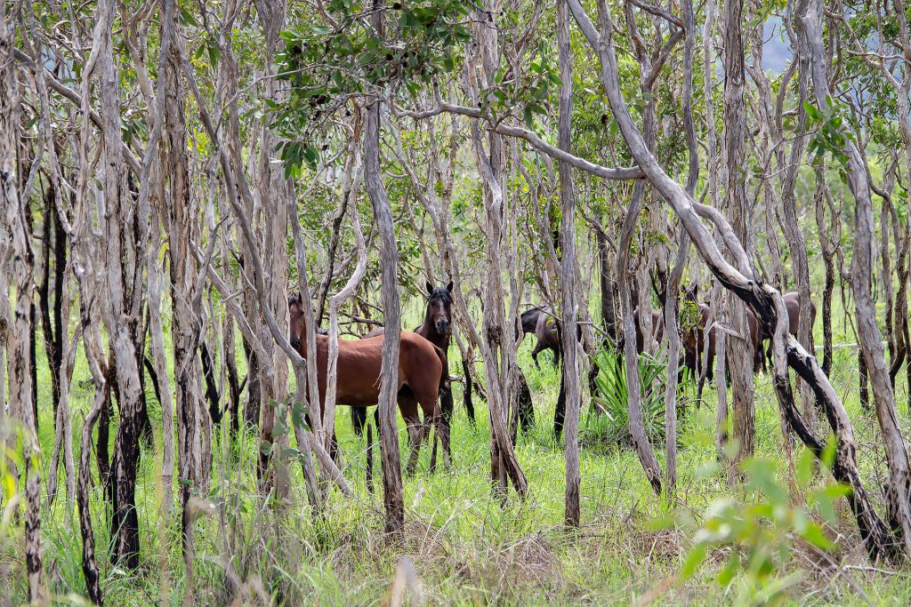 Wildpferde im Kakadu Nationalpark