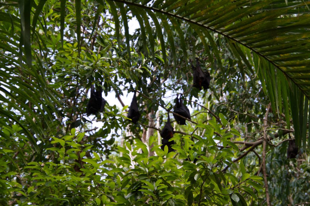 Fledermäuse hängen vom Baum im Litchfield National Park