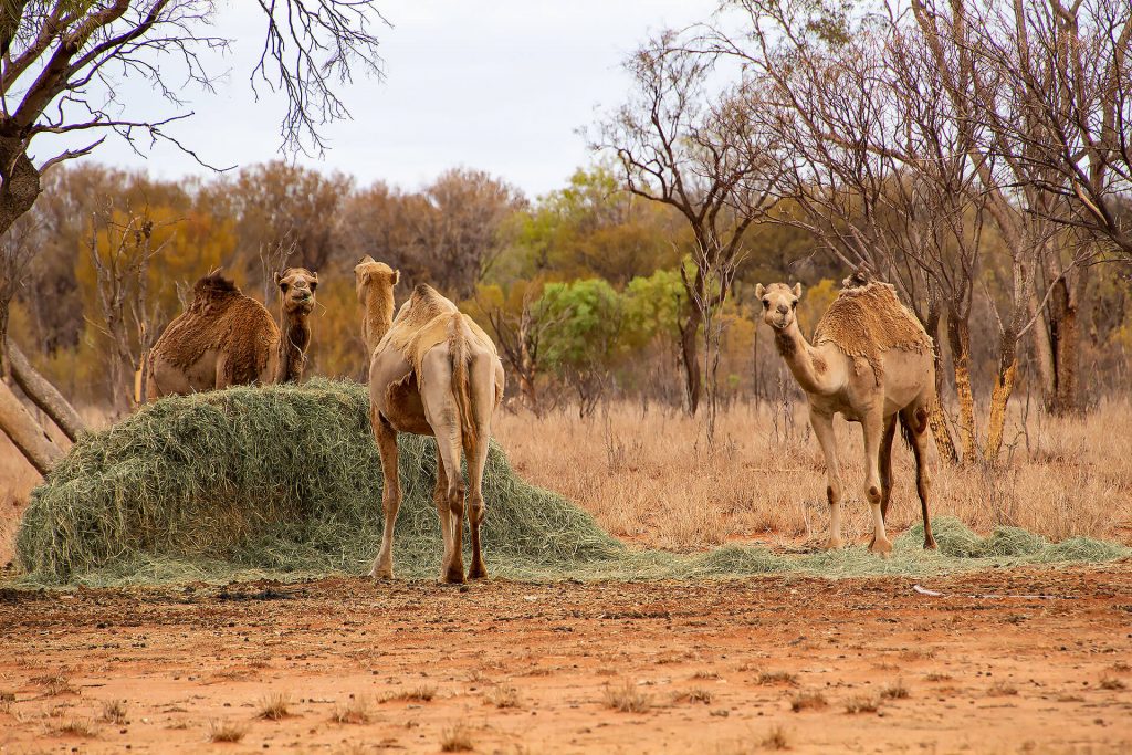 Kamele im Outback von Australien