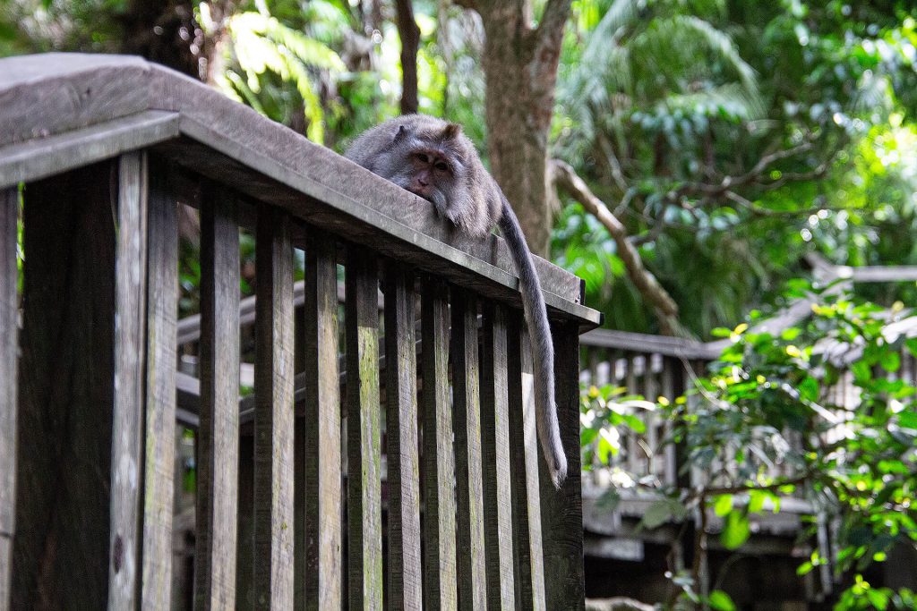 Affe im Sacred Monkey Forest Sanctuary Ubud