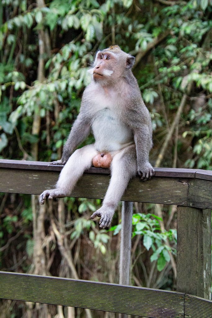 Affe im Sacred Monkey Forest Sanctuary Ubud