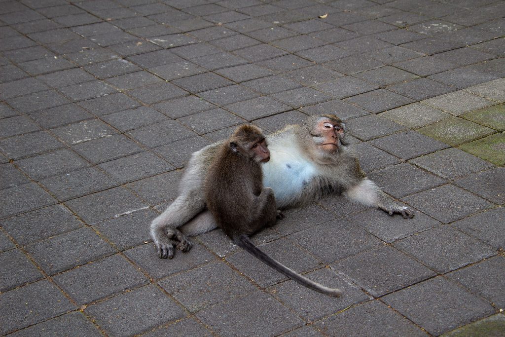 Affen im Sacred Monkey Forest Sanctuary Ubud