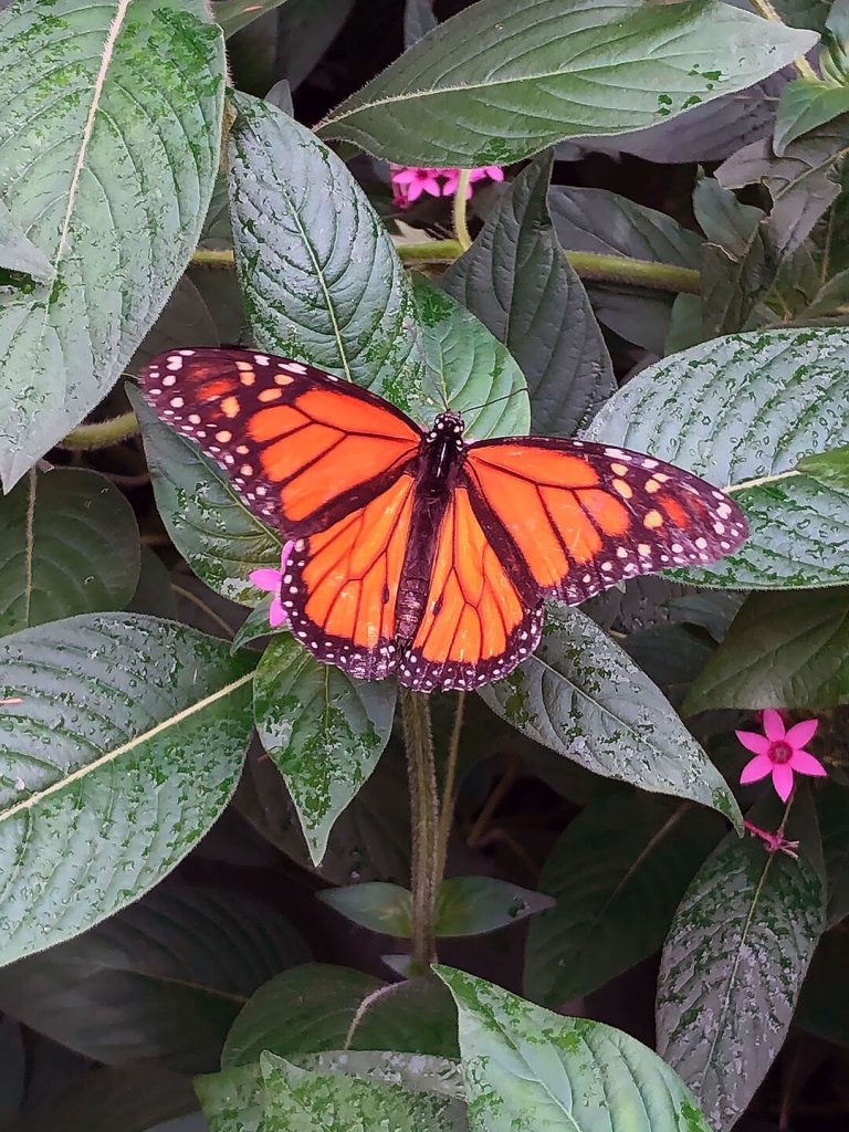 Schmetterling im Botanischen Garten