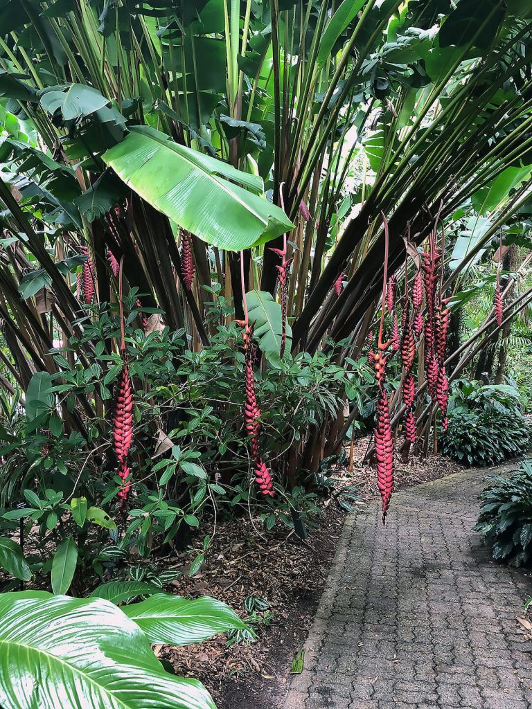 Botanischer Garten in Cairns