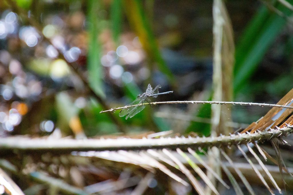Libelle im Daintree Rainforest