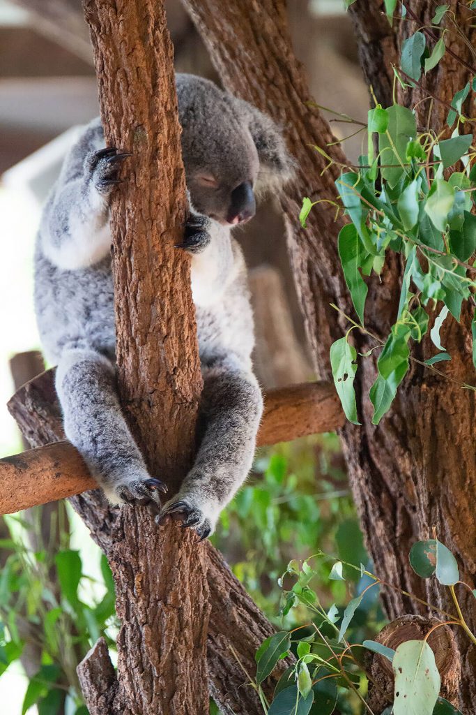 Koala schläft im Baum
