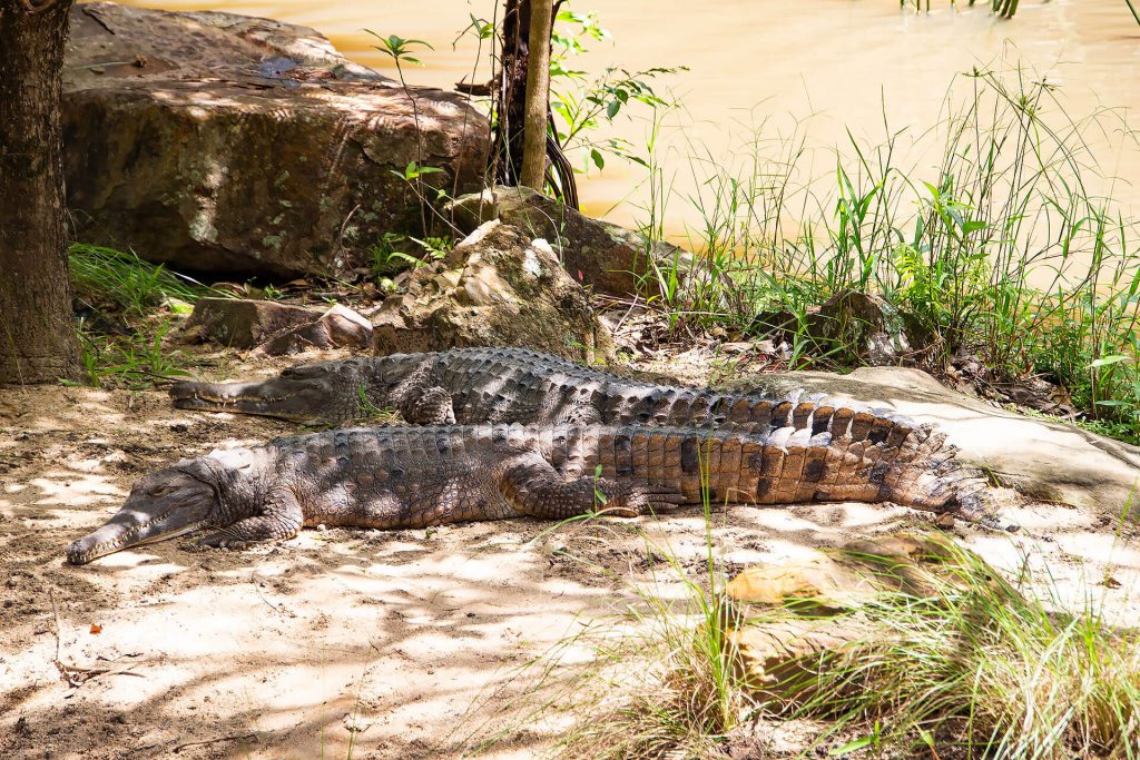 Süßwasser Krokodile am Ufer