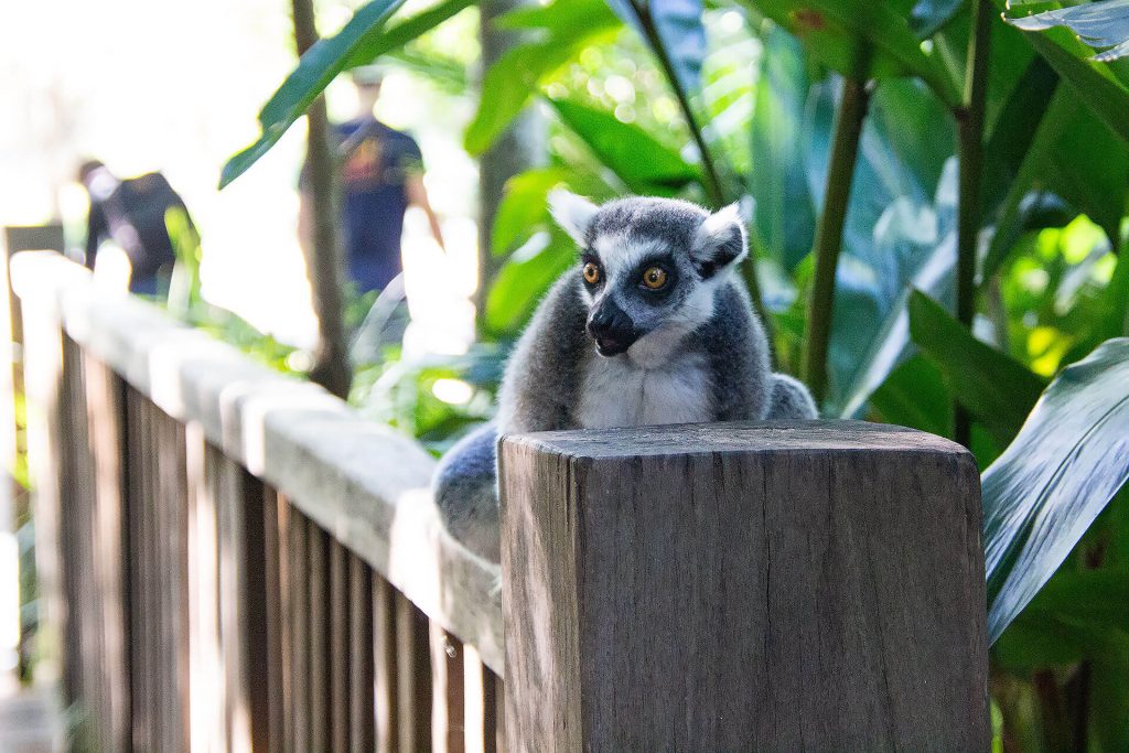 Lemure auf Geländer