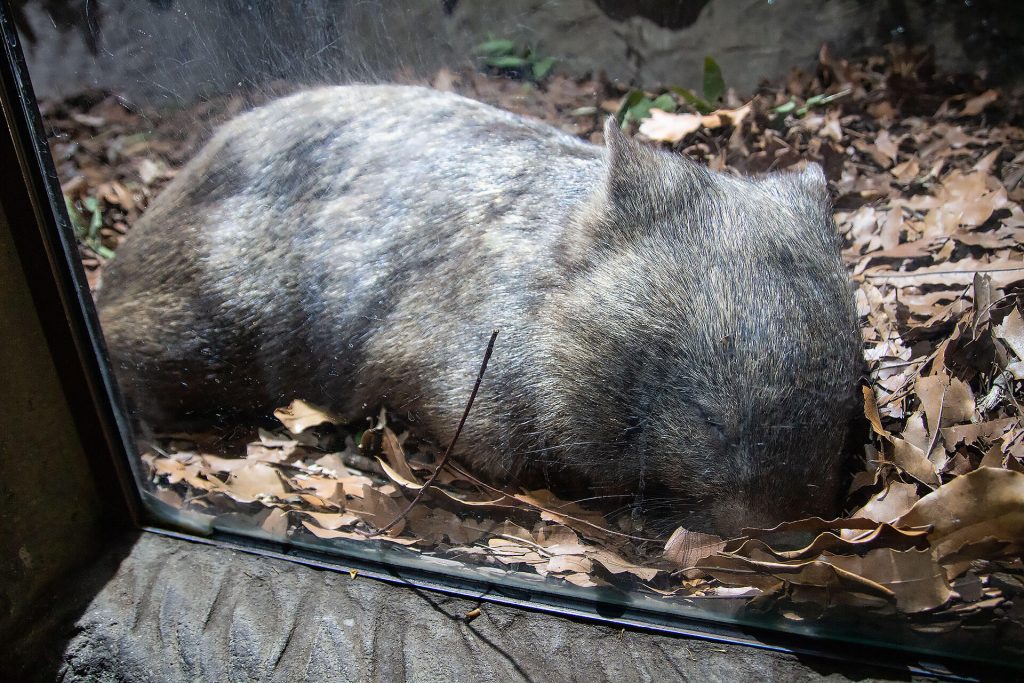 Wombat am schlafen