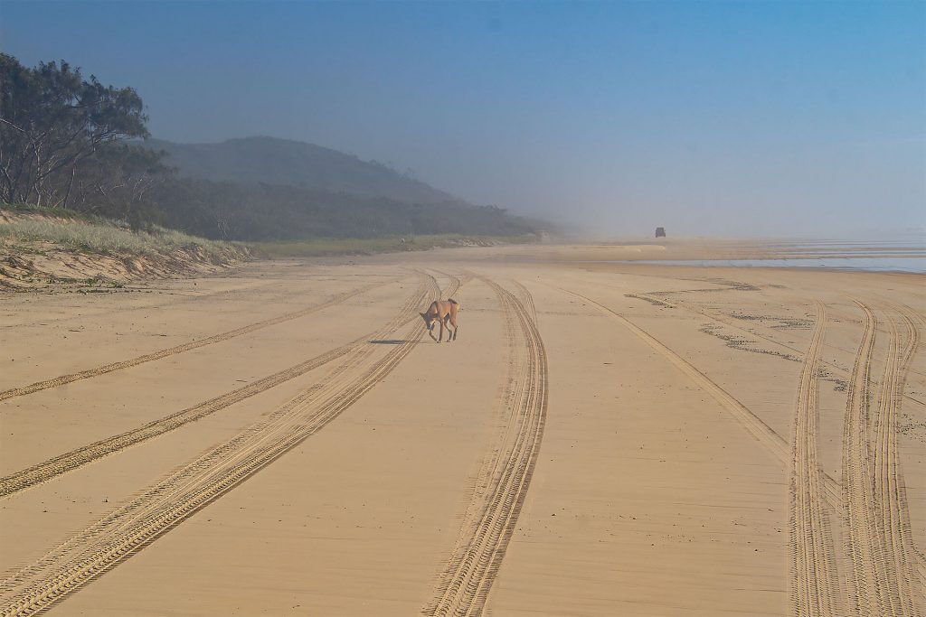 Dingo am Strand von Fraser Island