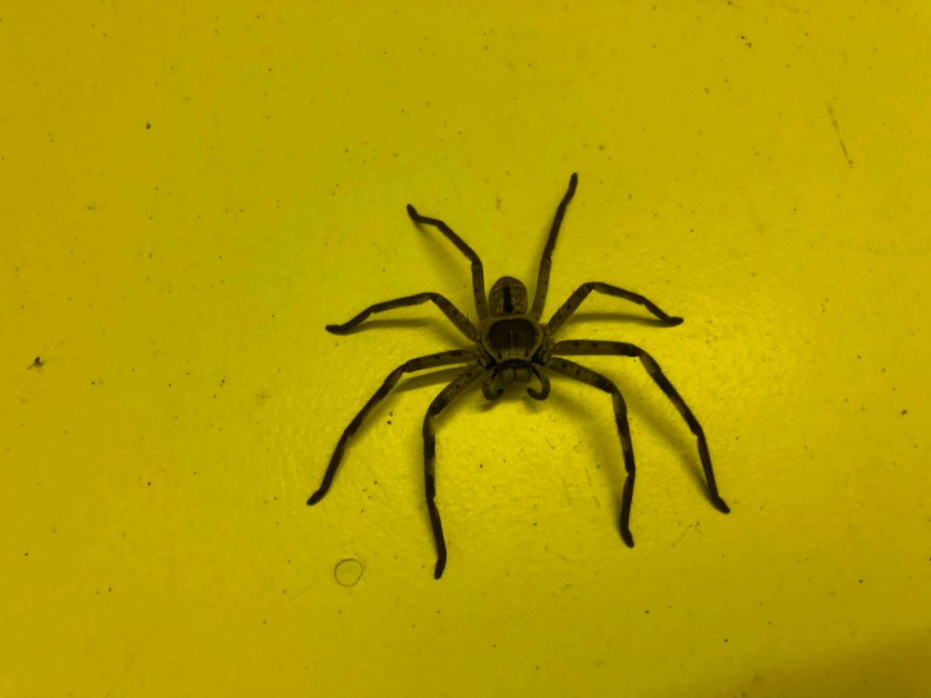 Spinne auf Fraser Island