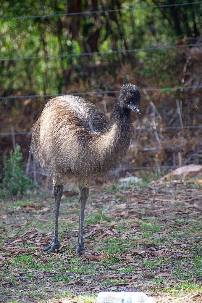 Emu in den Grampians