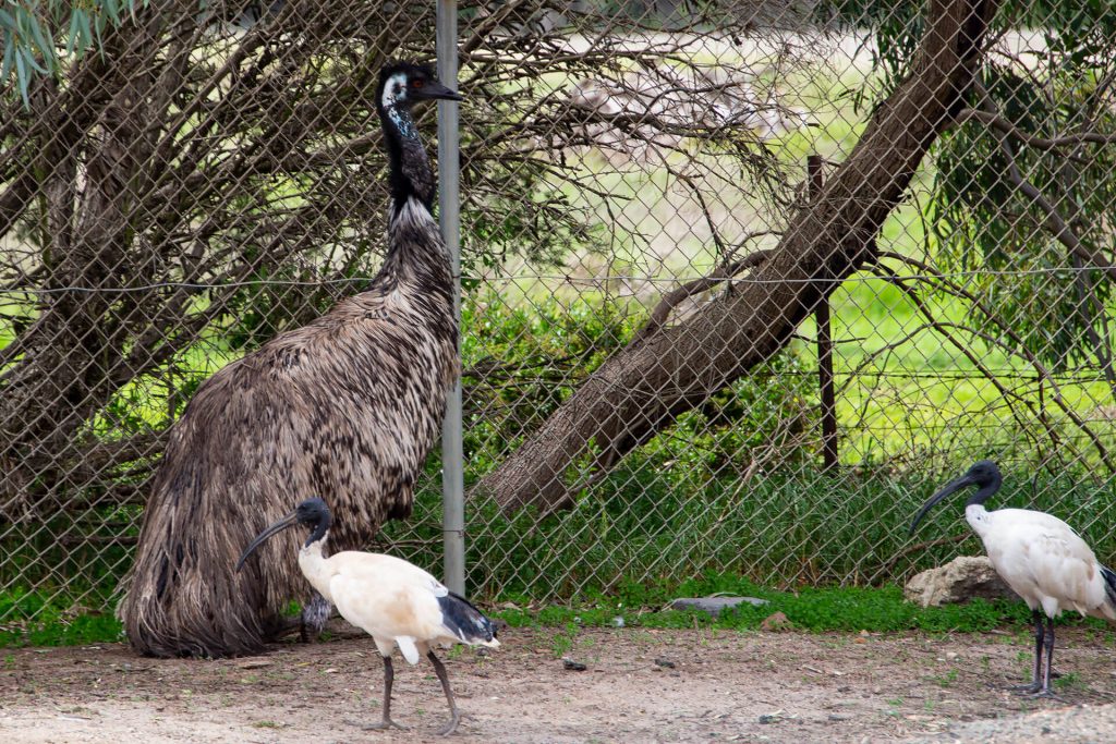 Emu in der Jirrahlinga Sanctuary