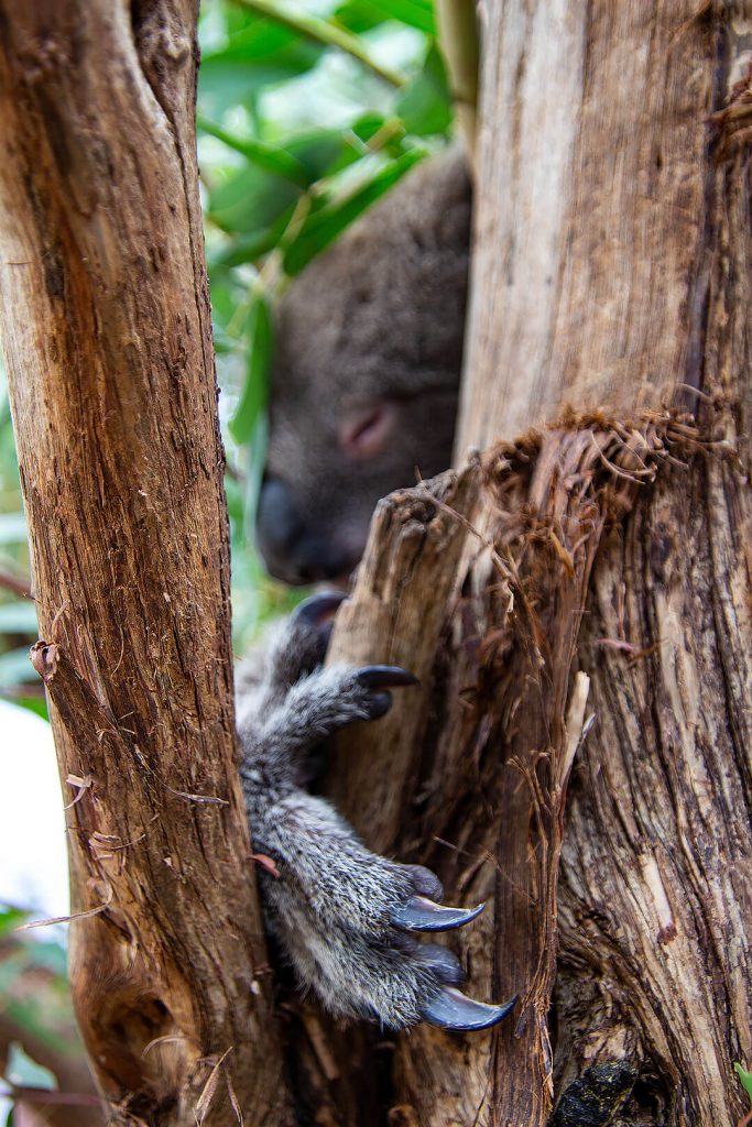 Koala in der Jirrahlinga Sanctuary