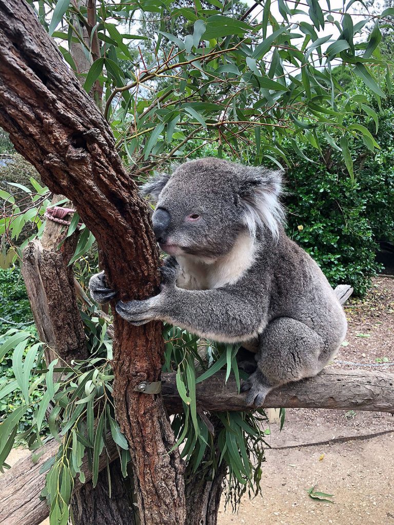 Koala in der Jirrahlinga Sanctuary