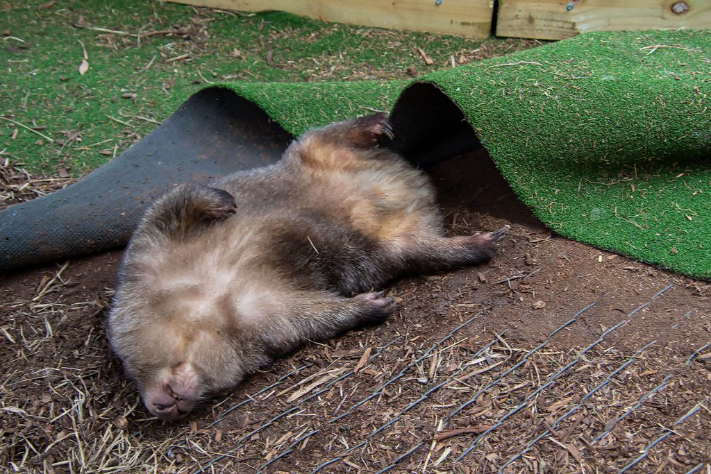 Wombat in der Jirrahlinga Sanctuary