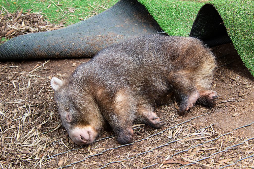 Wombat in der Jirrahlinga Sanctuary