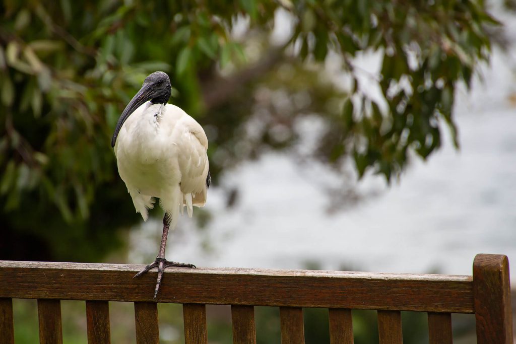 Vogel im Royal Botanic Garden