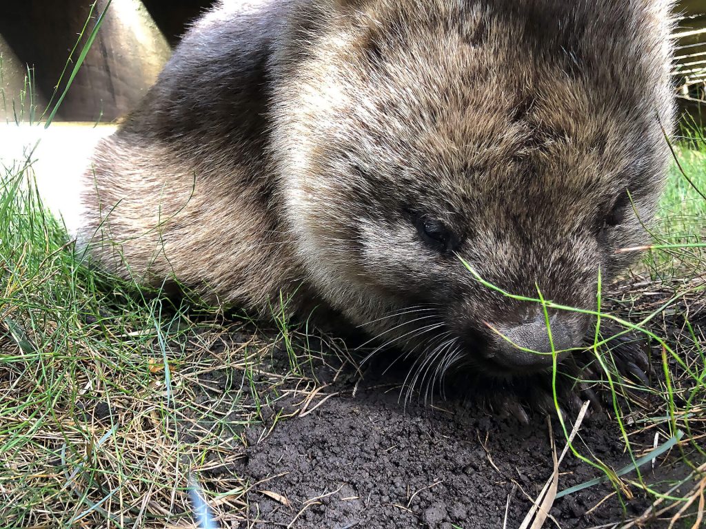 Wombat im Cradle Mountain Nationalpark